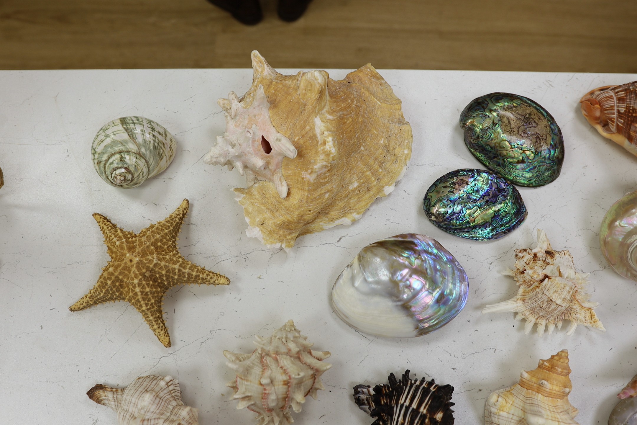 A collection of assorted seashells and two star fish
